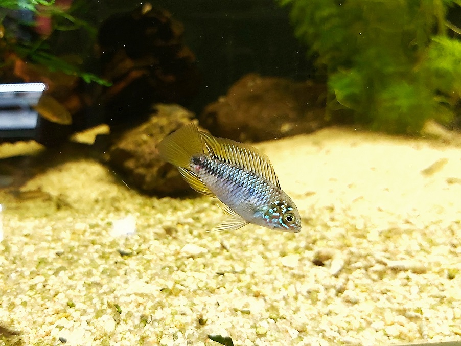 Opals Zwergbuntbarsch im Aquarium Apistogramma borelli Opal